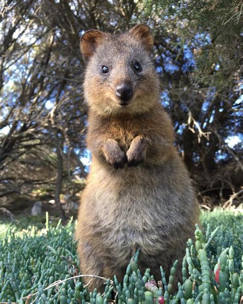 friendliest animal in australia